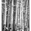 1″ X 48″ X 72″ Multi Color Wood Canvas Birch  Screen